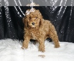 Puppy Pickles F1B Cavapoo