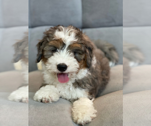 Miniature Bernedoodle Puppy for sale in ARCADIA, CA, USA