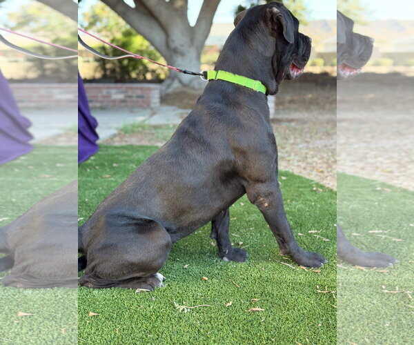 Medium Photo #4 Mutt Puppy For Sale in Goodyear, AZ, USA