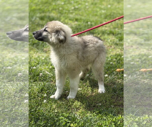 Medium Photo #2 German Shepherd Dog-Great Pyrenees Mix Puppy For Sale in Yardley, PA, USA