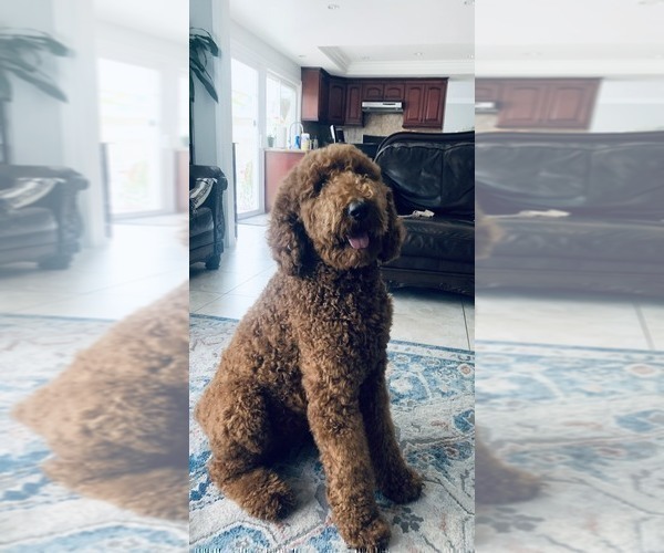 Medium Photo #36 Goldendoodle Puppy For Sale in HUNTINGTON BEACH, CA, USA