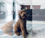 Small #35 Goldendoodle