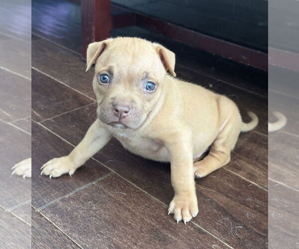 Medium Photo #4 Mutt Puppy For Sale in Philadelphia, PA, USA