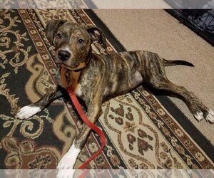 Jinx - Female American Pit Bull Terrier-Unknown Mix Dog for Adoption - Photo #6