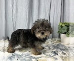 Small Photo #7 Schnoodle (Standard) Puppy For Sale in GREENWOOD, IN, USA