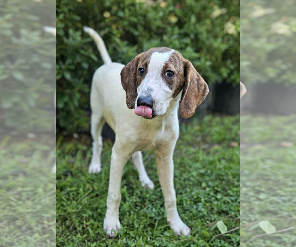 Medium Photo #7 Mutt Puppy For Sale in Wakefield, RI, USA