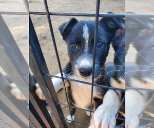 Border Collie Puppy for sale in TIFTON, GA, USA