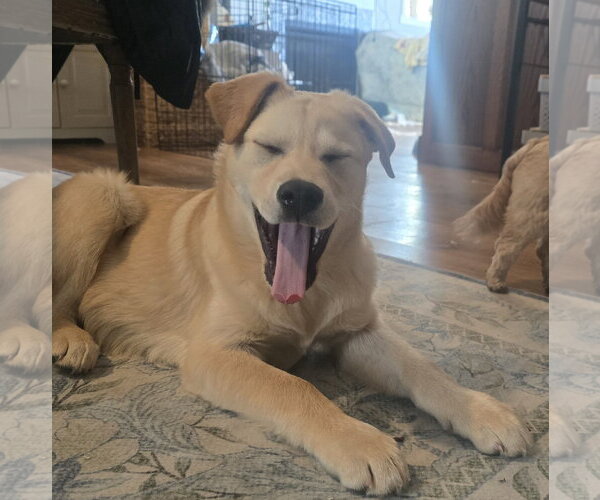 Medium Photo #4 Golden Pyrenees Puppy For Sale in Brooklyn Center, MN, USA