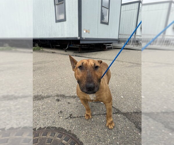 Medium Photo #1 Bull Terrier Puppy For Sale in Stockton, CA, USA
