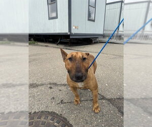 Bull Terrier Dogs for adoption in Stockton, CA, USA
