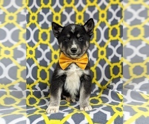 Pomsky Puppy for sale in QUARRYVILLE, PA, USA