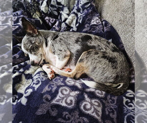 Medium Photo #1 Rat-Cha Puppy For Sale in Atlanta, GA, USA