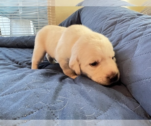 Medium Photo #16 Labrador Retriever Puppy For Sale in CLOVIS, CA, USA