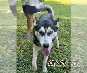 Nika - Female Siberian Husky Dog for Adoption - Photo #2
