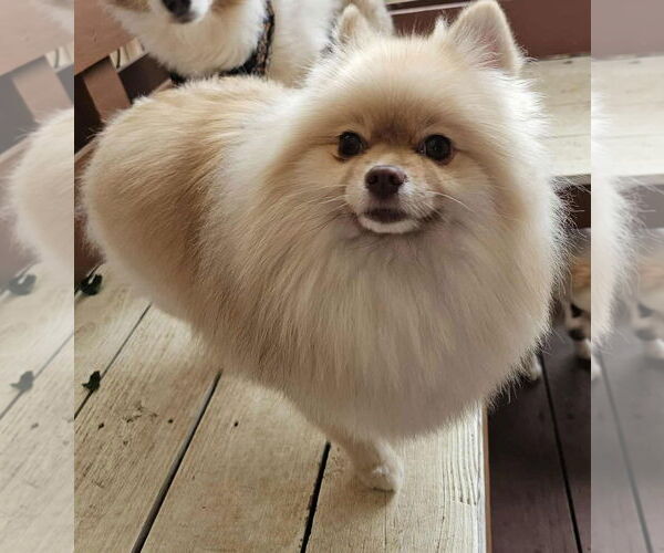 Medium Photo #4 Pomeranian Puppy For Sale in Lebanon, PA, USA