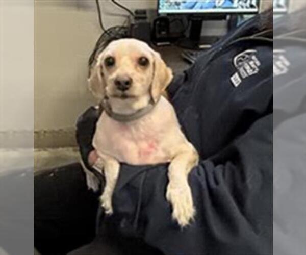 Medium Photo #1 Shih Tzu Puppy For Sale in Camarillo, CA, USA