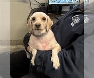 Shih Tzu Dogs for adoption in Camarillo, CA, USA