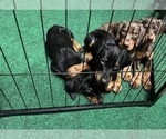 Small Photo #16 Doberman Pinscher Puppy For Sale in STKN, CA, USA