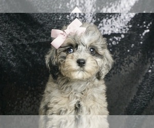 Poodle (Toy)-Schnoodle (Miniature) Mix Puppy for Sale in WARSAW, Indiana USA