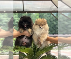 Pomeranian Puppy for sale in GLEN BURNIE, MD, USA