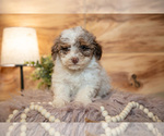 Small #2 Poodle (Miniature)