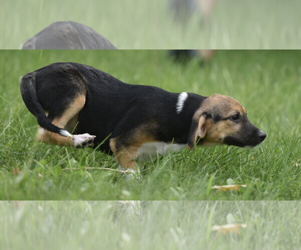 Medium Photo #9 Mutt Puppy For Sale in Mechanicsburg, PA, USA