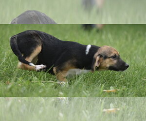 Rylan - Female Mutt Dog for Adoption - Photo #9