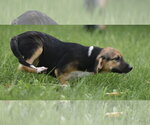 Small #8 Mutt