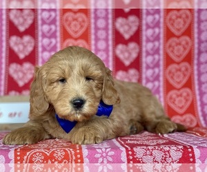 Goldendoodle (Miniature) Puppy for sale in LANCASTER, PA, USA