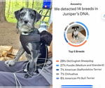 Small #12 Border-Aussie
