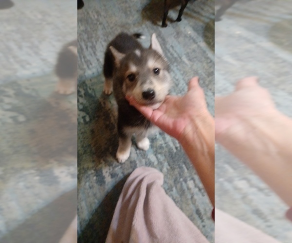Medium Photo #8 Gerberian Shepsky Puppy For Sale in EDMORE, MI, USA