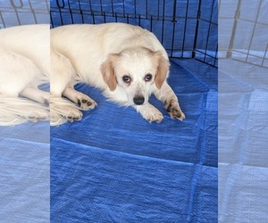 Chihuahua-Unknown Mix Dogs for adoption in Holly Springs, NC, USA