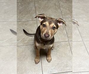 Mutt Dogs for adoption in Bellevue, WA, USA