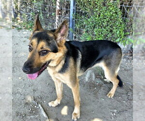 German Shepherd Dog Dogs for adoption in Long Beach, CA, USA