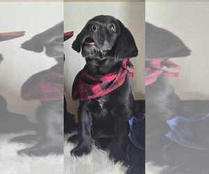 Labrador Retriever Litter for sale in MODESTO, CA, USA