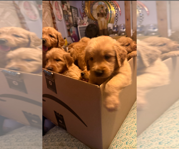Medium Photo #7 Golden Retriever Puppy For Sale in SOMERSWORTH, NH, USA