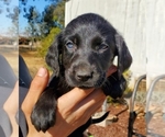 Small Photo #6 Labradoodle-Labrador Retriever Mix Puppy For Sale in HERALD, CA, USA
