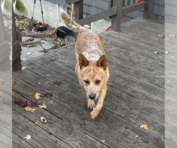 Medium Photo #2 Mutt Puppy For Sale in Garden City, NY, USA