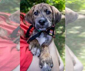 Beagle-Unknown Mix Dogs for adoption in Gilberts, IL, USA
