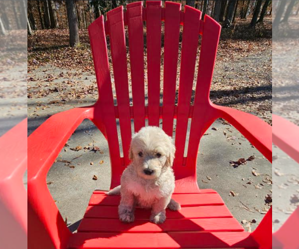 Medium Photo #9 Goldendoodle Puppy For Sale in ATHENS, TN, USA