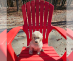 Small Photo #9 Goldendoodle Puppy For Sale in ATHENS, TN, USA