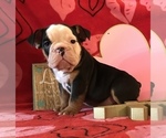 Small Photo #10 Olde English Bulldogge Puppy For Sale in CYNTHIANA, IN, USA
