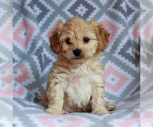 Cavachon Puppy for sale in MORGANTOWN, PA, USA
