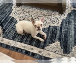 Small Photo #5 Faux Frenchbo Bulldog Puppy For Sale in NEWNAN, GA, USA