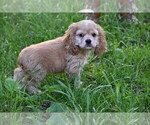 Small #6 Cocker Spaniel