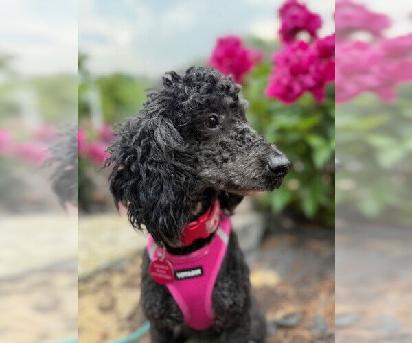 Medium Photo #3 Poodle (Miniature) Puppy For Sale in St. Louis Park, MN, USA