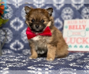 Pomeranian Puppy for sale in LANCASTER, PA, USA