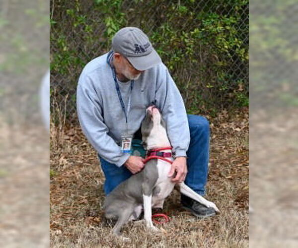 Medium Photo #8 Mutt Puppy For Sale in Glen Allen, VA, USA