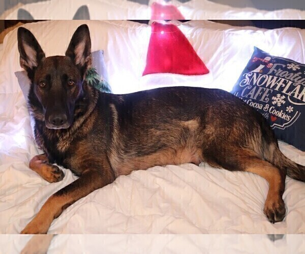 Medium Photo #1 German Shepherd Dog Puppy For Sale in MONTREAL, MO, USA