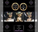 Puppy bandito AKC Yorkshire Terrier